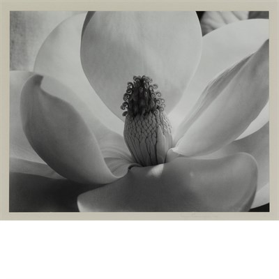 Lot 277 - CUNNINGHAM, IMOGEN (1883-1976) Magnolia...