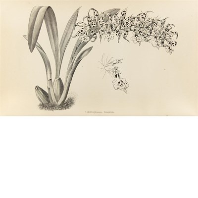Lot 138 - [HORTICULTURE] VEITCH, JAMES HERBERT. A Manual...