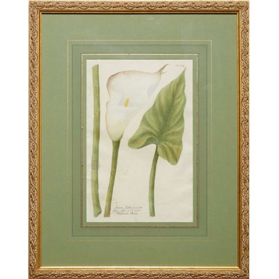 Lot 122 - After Johann Weinmann [FLORAL STUDIES] Sixteen...