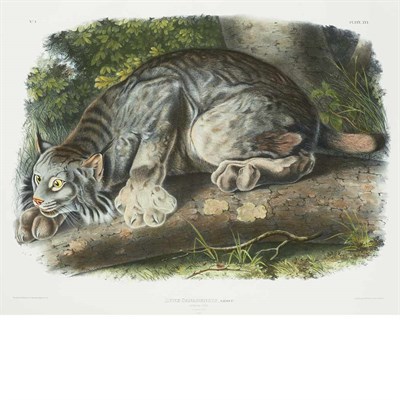 Lot 106 - After John James Audubon CANADA LYNX...