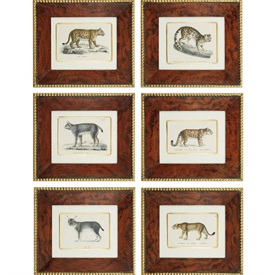 Lot 224 - H. R. Schinz [ANIMAL STUDIES] Six hand-colored...
