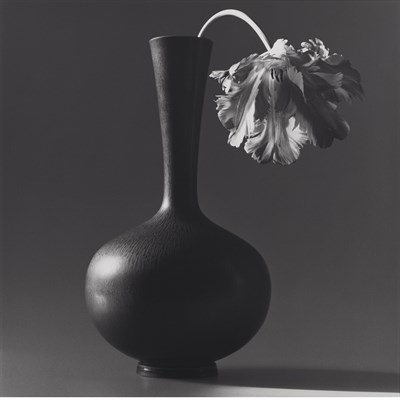 Lot 699 - MAPPLETHORPE, ROBERT (1946-1989). Parrot tulip...