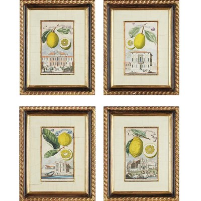 Lot 502 - Johann Christoph Volckamer (1644-1720) [CITRUS...