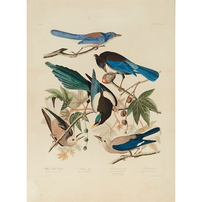 Lot 133 - After John James Audubon YELLOW-BILLED MAGPIE,...