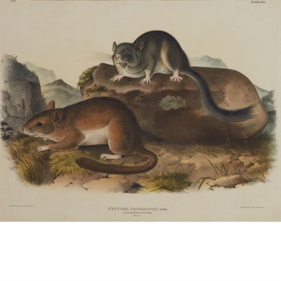 Lot 116 - After John James Audubon RICHARDSON'S...