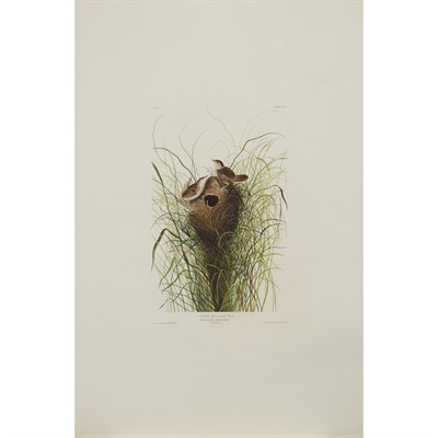 Lot 106 - After John James Audubon MARSH WREN...