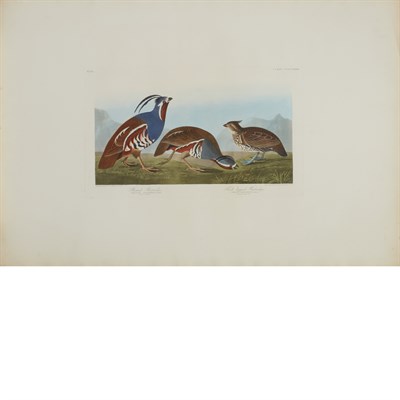 Lot 108 - After John James Audubon PLUMED PARTRIDGE,...