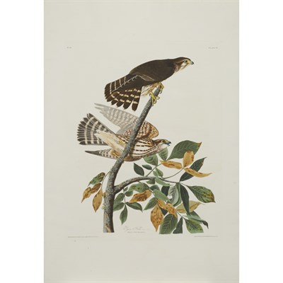 Lot 103 - After John James Audubon PIGEON HAWK...