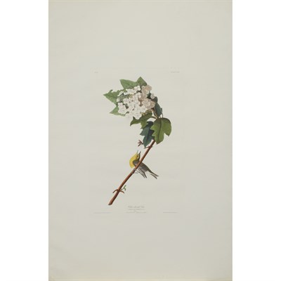 Lot 105 - After John James Audubon YELLOW-THROATED VIREO...