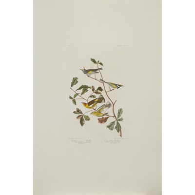 Lot 107 - After John James Audubon LAZULI FINCH,...