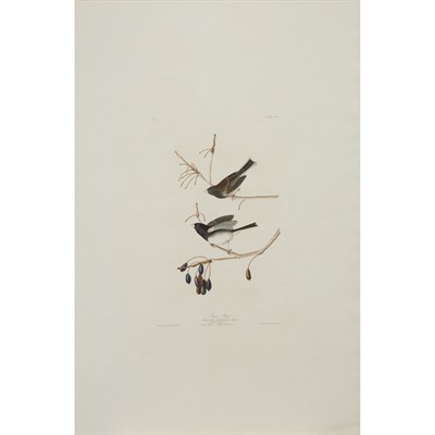 Lot 102 - After John James Audubon SNOW BIRD...
