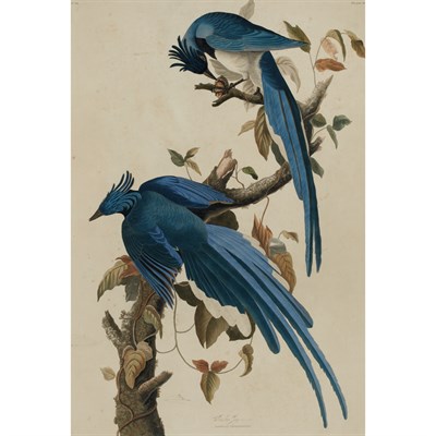 Lot 104 - After John James Audubon COLUMBIA JAY...