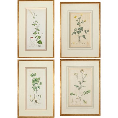 Lot 84A - Artist Unknown [PLANT STUDIES] Four...
