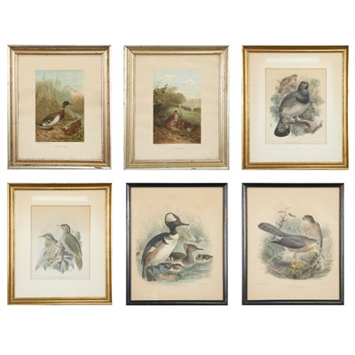 Lot 92 - After J. G. Keulemans [BIRD STUDIES] Four hand-...
