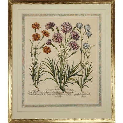 Lot 82 - After Basilius Besler CARYOPHULLUS FLOREMAJORE....