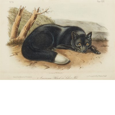 Lot 96 - After John James and John Woodhouse Audubon...