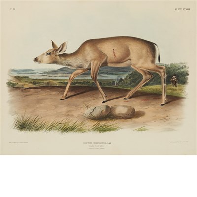 Lot 85 - After John James Audubon BLACK-TAILED DEER...