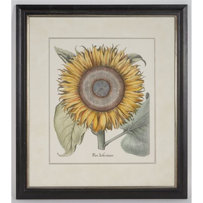 Lot 98 - Basilius Besler [SUNFLOWER STUDIES] Two color...