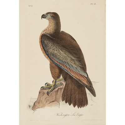Lot 97 - After John James and John Woodhouse Audubon...