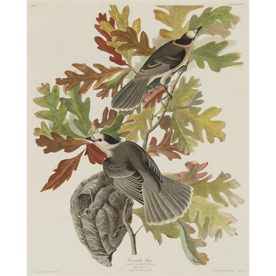 Lot 134 - After John James Audubon CANADA JAY...