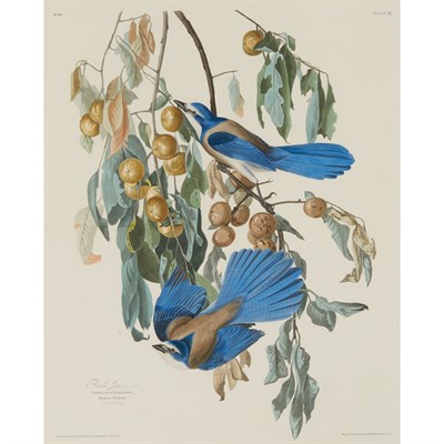 Lot 135 - After John James Audubon FLORIDA JAY...