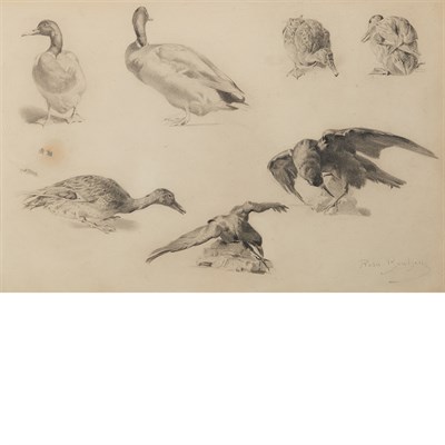 Lot 8 - Rosa Bonheur French, 1822-1899 Study of Ducks...