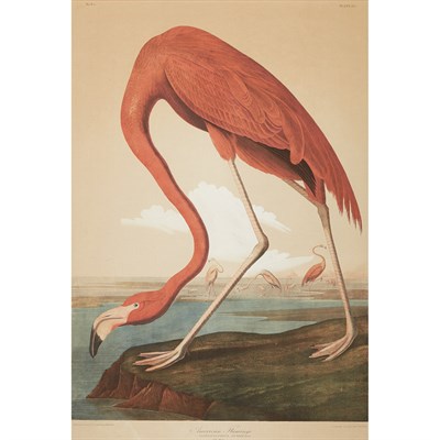 Lot 240 - After John James Audubon AMERICAN FLAMINGO...