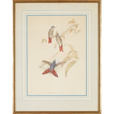 Lot 116 - J. Gould & H. C. Richter RAMPHOMICRON STANLEYI...