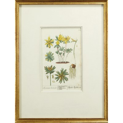 Lot 112 - Artist Unknown [PLANT STUDIES] Two...