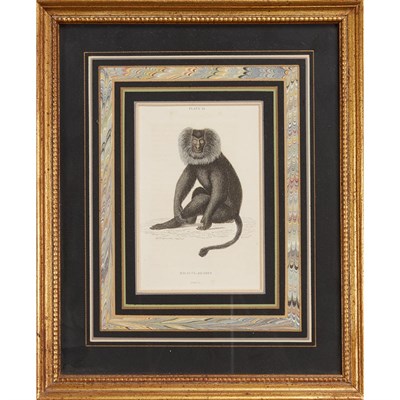 Lot 74 - After Werner PAPION MALE Hand-colored...