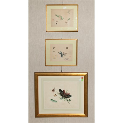Lot 478 - Three Framed Chinese Paintings of Grasshopper...
