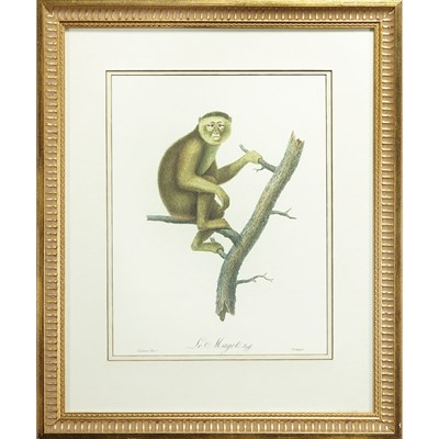 Lot 116 - After Audebert [SIMIAN STUDIES] Four color...