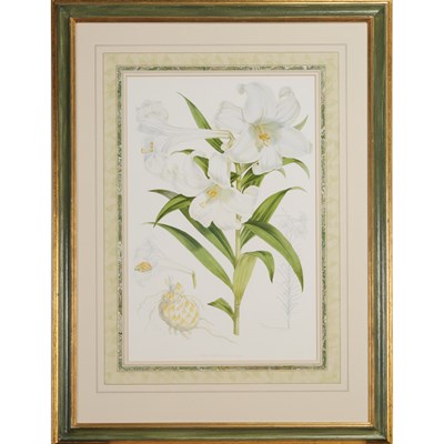 Lot 70 - Artist Unknown [LILIES] Two color...