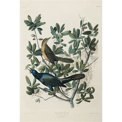 Lot 202 - After John James Audubon BLUE GROSBEAK;...