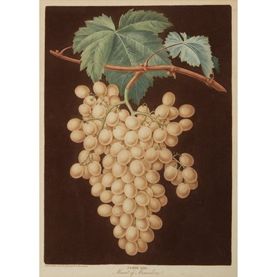 Lot 103 - After George Brookshaw MUSCAT OF ALEXANDRIA...