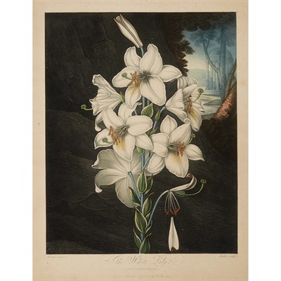 Lot 91 - Dr. Thornton, publisher THE WHITE LILY WITH...