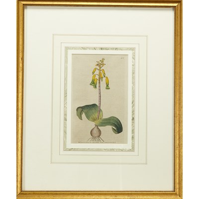 Lot 57 - William Curtis [PLANT STUDIES] Two...