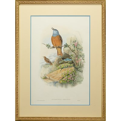 Lot 63 - J Gould & H.C. Richter PETROCINCLA SAXATILIS...