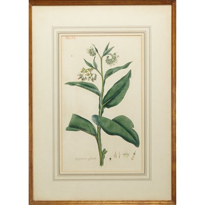 Lot 62 - Artist Unknown [PLANT STUDIES] Four...