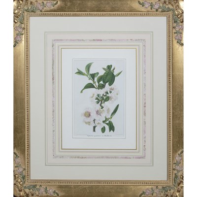 Lot 60 - P. Stroobhant [FLOWER STUDIES] Four color...