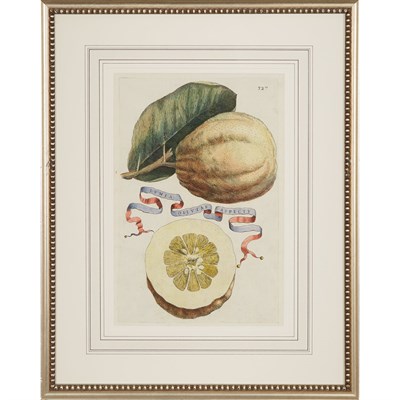 Lot 330 - Giovanni Battista Ferrari (1584-1655) [CITRUS...