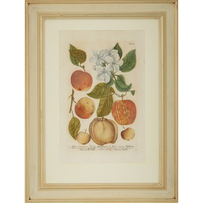 Lot 351 - Johann Wilhelm Weinmann (1683-1741) [PLANT...