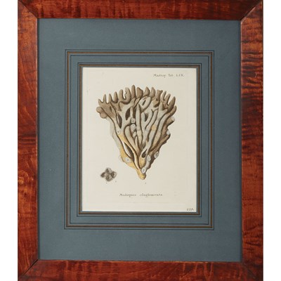 Lot 243 - After Giuseppe Menabuoni [SEASHELL STUDIES]...