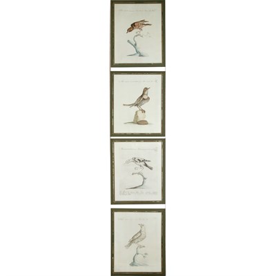 Bird Studies