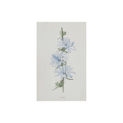 Lot 44 - Artist Unknown [FLOWER STUDIES] Four...