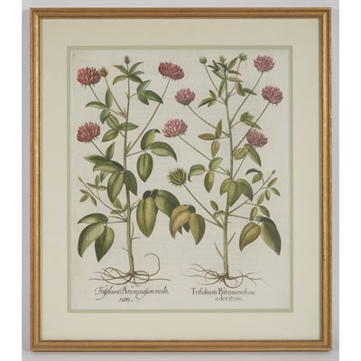 Lot 86 - Basitius Besler NASTURTIUM INDICUM; TRIFOLIUM...