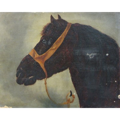 Lot 84 - 20th Century School Head of a Horse Oil on...