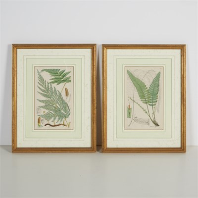 Lot 98 - Walter Fitch [GARDEN FERN STUDIES] Four...