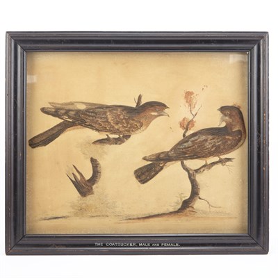 Lot 450 - Two English Embossed Prints of Birds 19th...