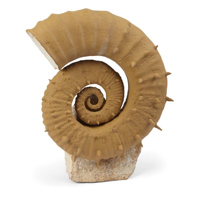 Lot 1114 - Monstrous Perisphinctes Species Ammonite...